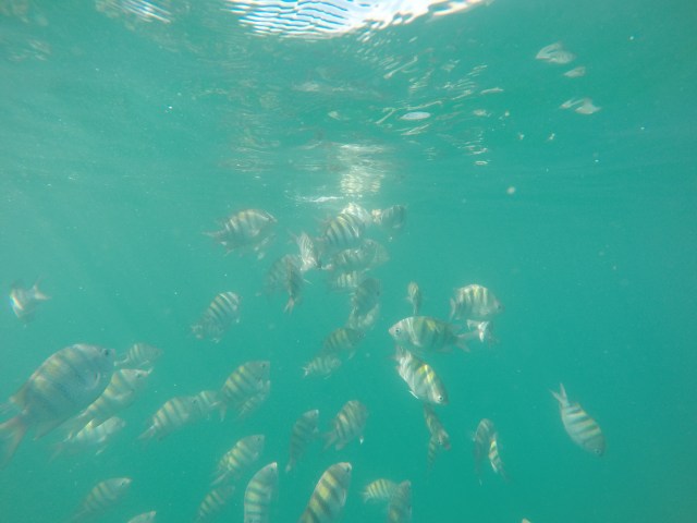 DCIM102GOPROGOPR3227.