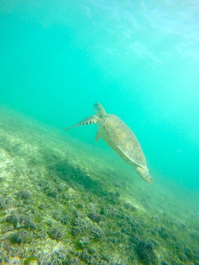 DCIM100GOPROGOPR0736.