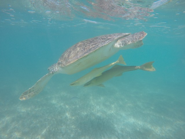 DCIM100GOPROGOPR0781.