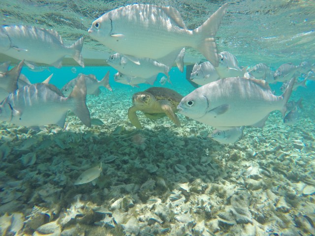 DCIM101GOPROGOPR1188.