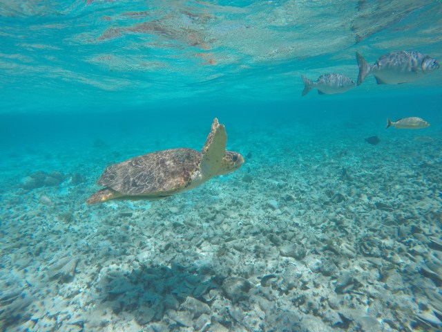 DCIM101GOPROGOPR1195.