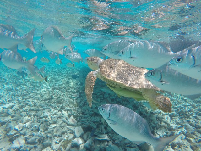 DCIM101GOPROGOPR1202.