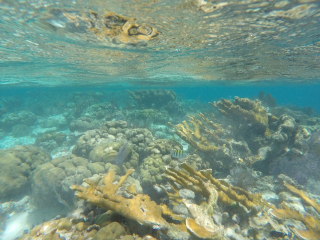 DCIM101GOPROGOPR1237.