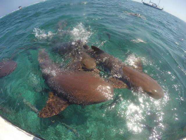 DCIM101GOPROGOPR1264.