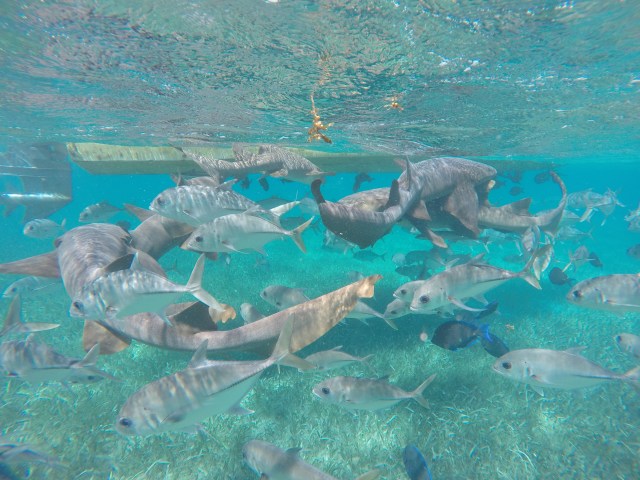 DCIM101GOPROGOPR1296.